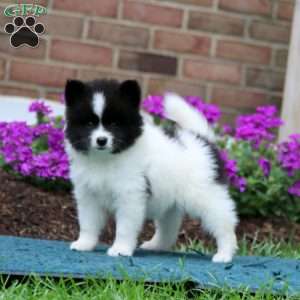 Hoops, Pomsky Puppy