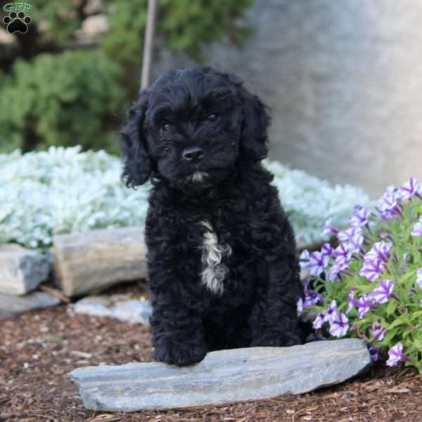 Hope, Cockapoo Puppy