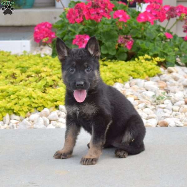 Hope, German Shepherd Puppy