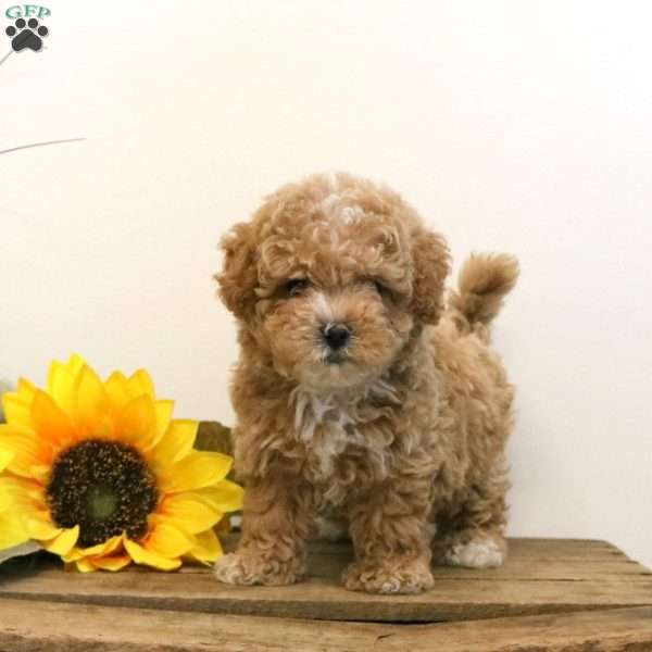 Hope, Maltipoo Puppy