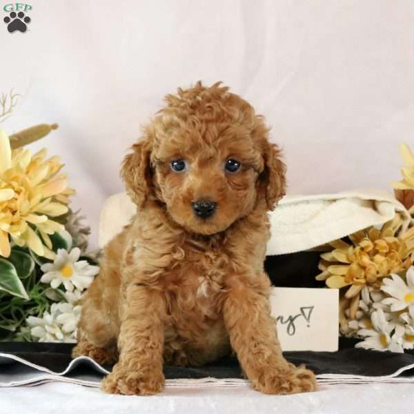 Huck, Miniature Poodle Puppy