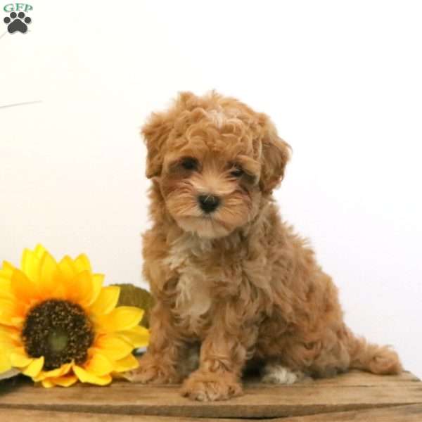 Huck, Maltipoo Puppy