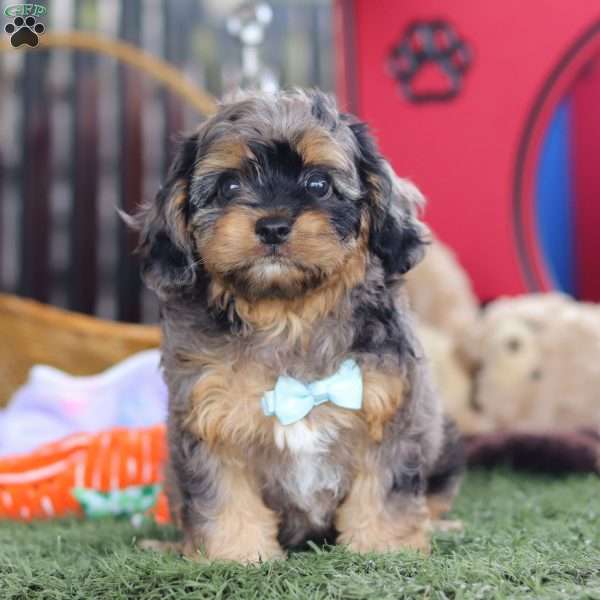 Hudson, Cavapoo Puppy