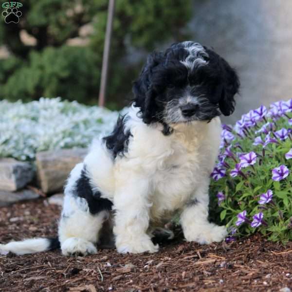 Hudson, Cockapoo Puppy