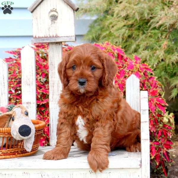 Hudson, Cavapoo Puppy