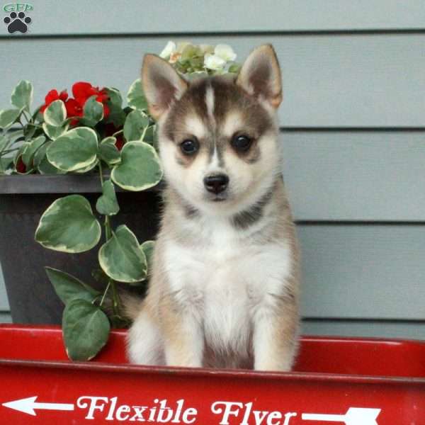 Hudson, Siberian Husky Mix Puppy