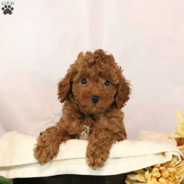 Hudson, Miniature Poodle Puppy