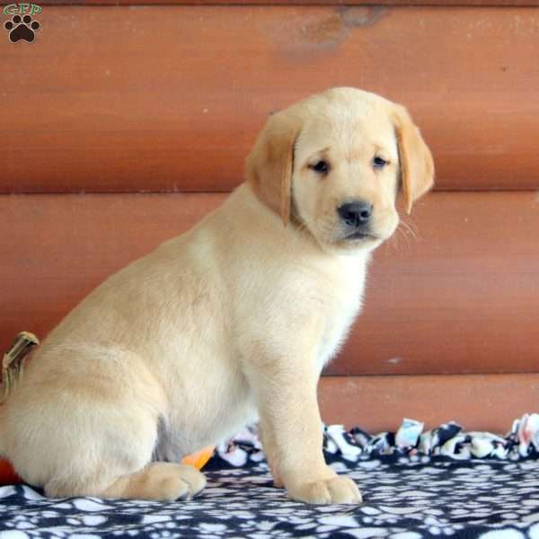 Hugo, Golden Labrador Puppy