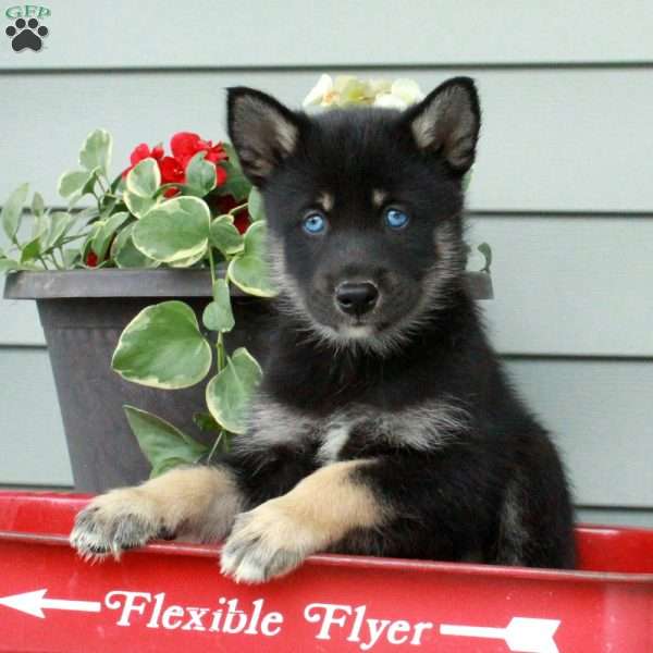 Hunter, Siberian Husky Mix Puppy