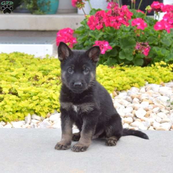 Hunter, German Shepherd Puppy