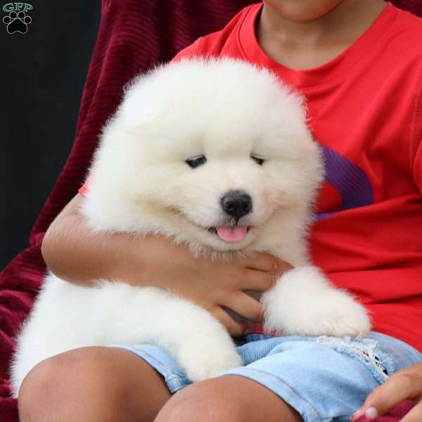 Philly, Samoyed Puppy