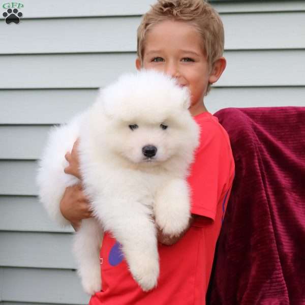 Dodger, Samoyed Puppy