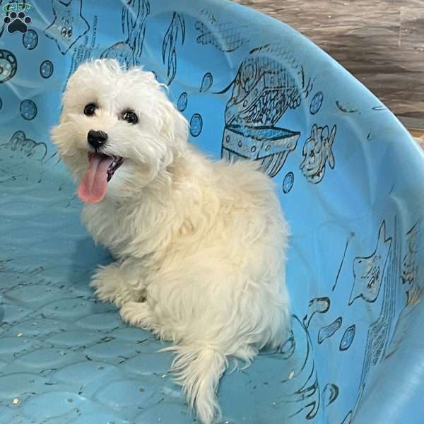 Melody, Coton de Tulear Puppy