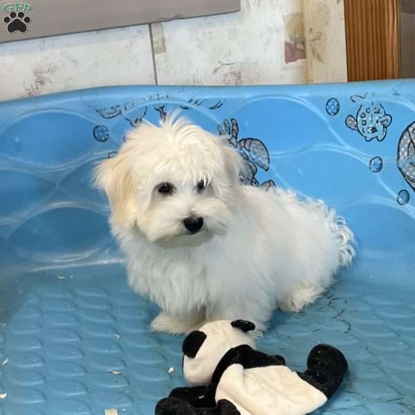 Micah, Coton de Tulear Puppy