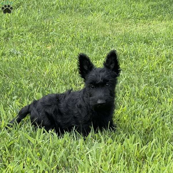 Maria, Scottish Terrier Puppy