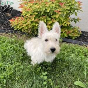 Mary, Scottish Terrier Puppy