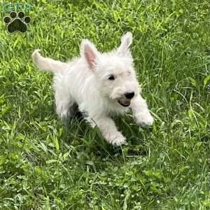 Mary, Scottish Terrier Puppy