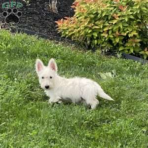 Mary, Scottish Terrier Puppy