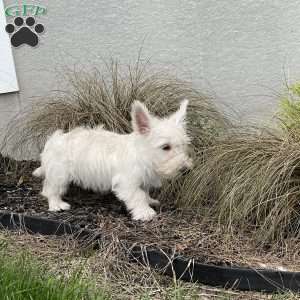 Mary, Scottish Terrier Puppy