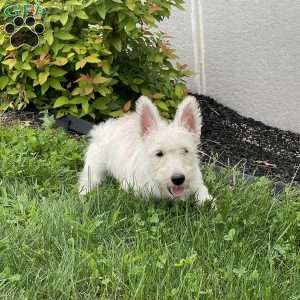 Mary, Scottish Terrier Puppy