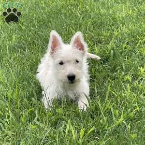 Mary, Scottish Terrier Puppy