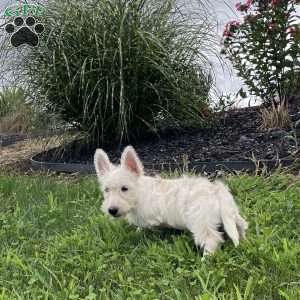 Mary, Scottish Terrier Puppy