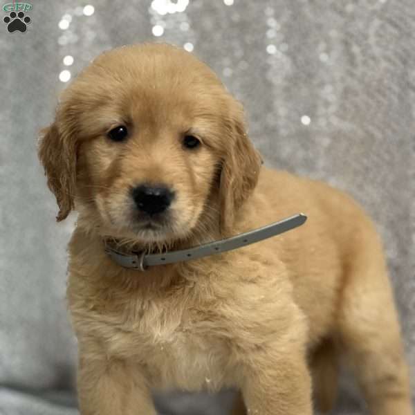 Sandy, Golden Retriever Puppy