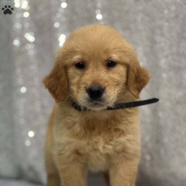 Susie, Golden Retriever Puppy