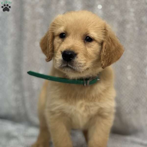 Shem, Golden Retriever Puppy