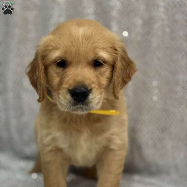 Sim, Golden Retriever Puppy