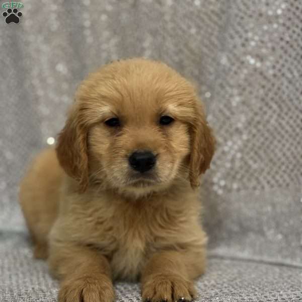 Seth, Golden Retriever Puppy