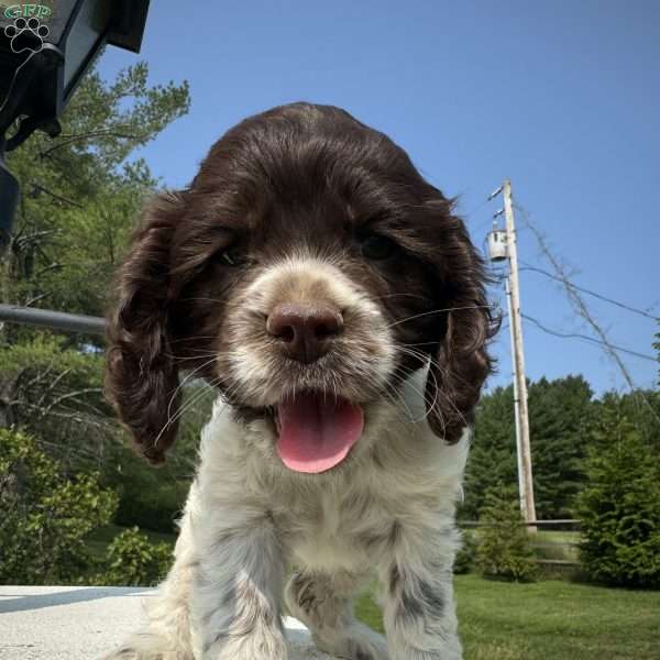 Mocha, Cocker Spaniel Puppy