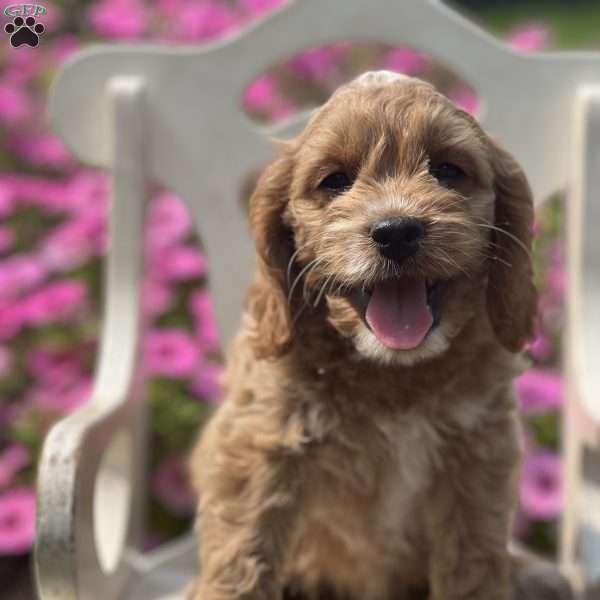 Summer, Cockapoo Puppy