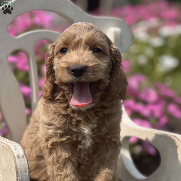 Sofia, Cockapoo Puppy