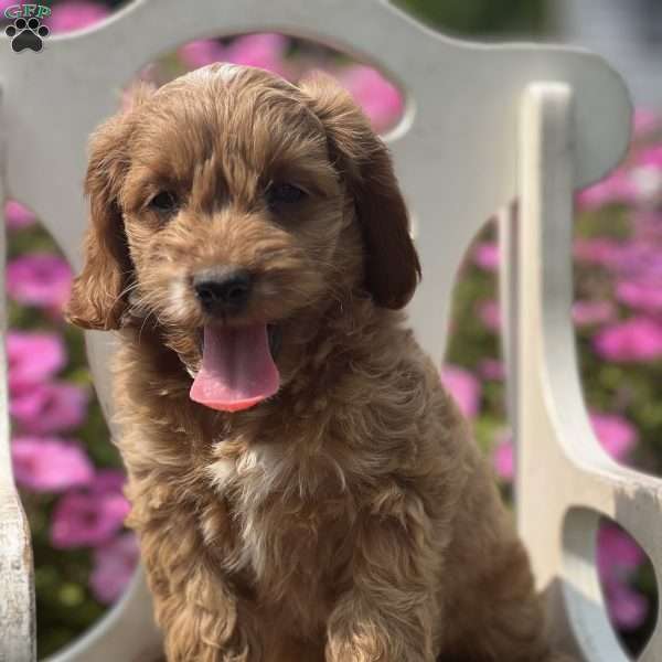 Sassy, Cockapoo Puppy