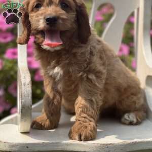 Sassy, Cockapoo Puppy