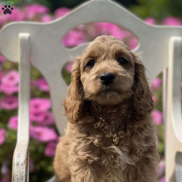 Sugar, Cockapoo Puppy