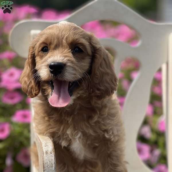 Spot, Cockapoo Puppy