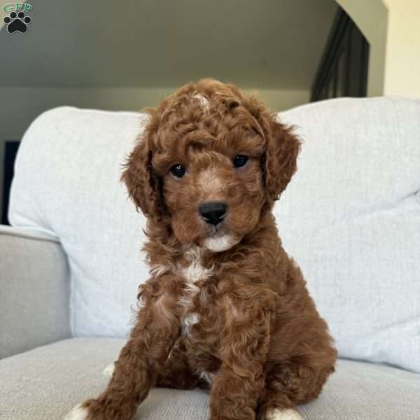 Harley, Cavapoo Puppy