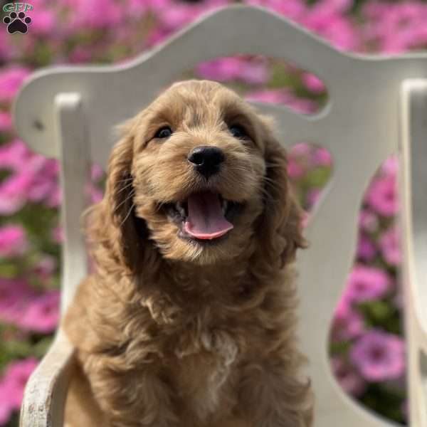 Sol, Cockapoo Puppy