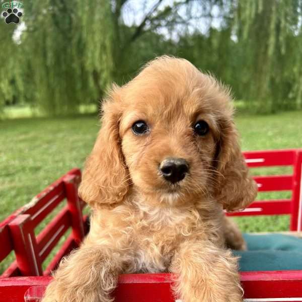 Tasha, Cavapoo Puppy