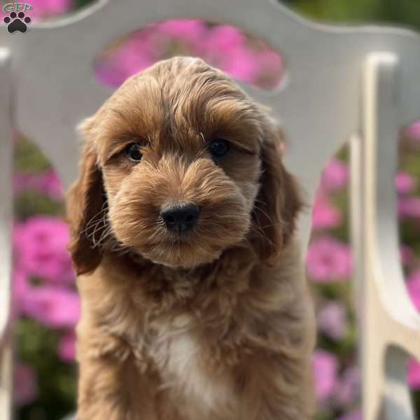 Sam, Cockapoo Puppy