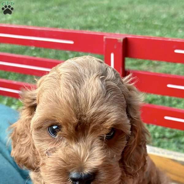 Toby, Cavapoo Puppy