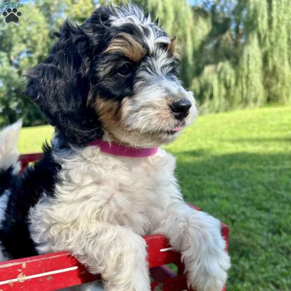 Jewel, Mini Bernedoodle Puppy