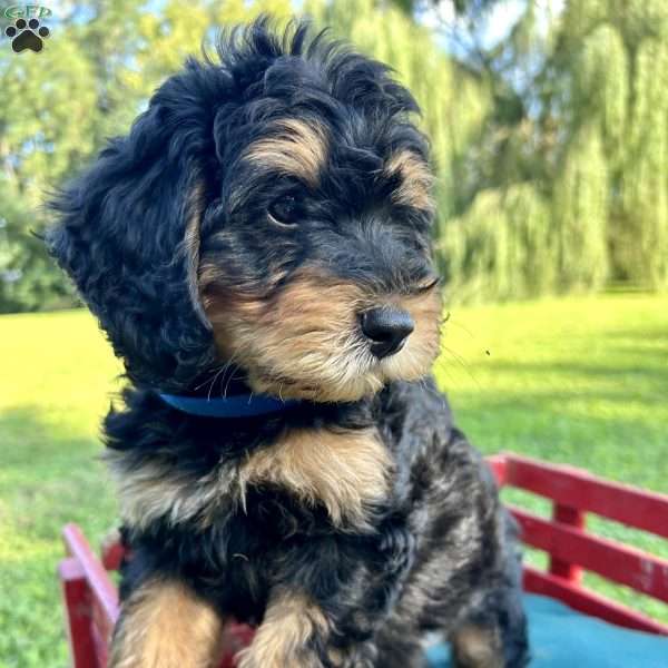 Joey, Mini Bernedoodle Puppy