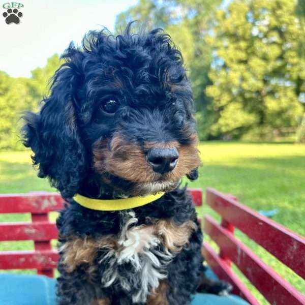 Jeremy, Mini Bernedoodle Puppy