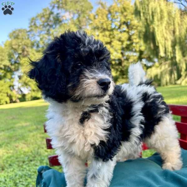 Jada, Mini Bernedoodle Puppy