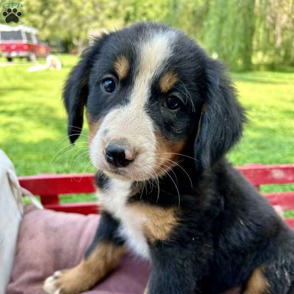 Jovi, Bernese Mountain Dog Puppy