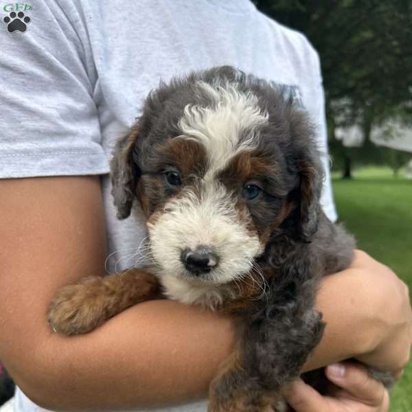 Tina, Mini Bernedoodle Puppy