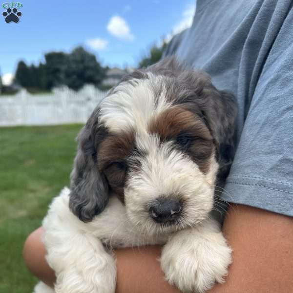 Ace, Mini Bernedoodle Puppy